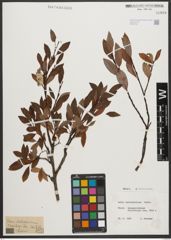 Foto von Salix waldsteiniana Willd.